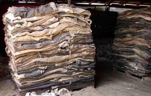 Cow Hides on Pallets 